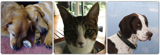 Three images: a pair of sleepy dogs, Freddie and Garth; a gorgeous cat, called Harry; and a cool pointer-cross-springer, Dave